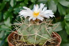 vignette Thelocactus hexaedrophorus