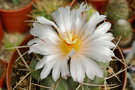 vignette Thelocactus hexaedrophorus