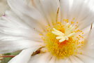 vignette Thelocactus hexaedrophorus