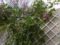 vignette Bougainvillea specto glabra trs vigoureuse et toujours en fleurs au 08 12 15