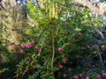 vignette Camellia hiemalis Kanjiro très lumineux et parfumé au 08 11 15
