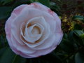 vignette Camellia japonica Desire gros plan au 29 11 15