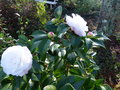 vignette Camellia japonica Desire trs beau au 06 12 15