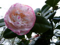 vignette Camellia japonica Margareth Davies premires fleurs au 26 11 15