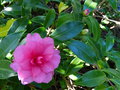 vignette Camellia hiemalis Chansonnette au 20 10 15