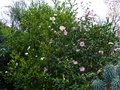 vignette Camellia sasanqua Plantation pink et Fukuzutsumi  au 04 11 15