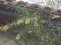 vignette Freylinia lanceolata aux fleurs parfumées au 10 11 15
