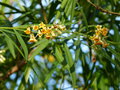 vignette Freylinia lanceolata aux fleurs parfumées au 06 12 15