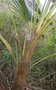 vignette Trachycarpus oreophilus