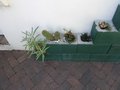 vignette Jardin de succulentes dans parpaings  Stellenbosch