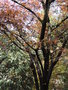 vignette Prunus x 'Okame'