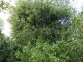 vignette Grevillea gracilis immense et Acacia pravissima immenses au 09 12 15