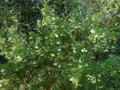 vignette Grevillea gracilis imposant et très fleuri au 10 12 15