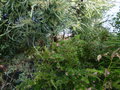 vignette Grevillea rosmariniffolia jenkinsii sous l'oeil de l'immense Acacia pravissima au 10 12 15