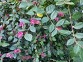 vignette Loropetalum chinense red form toujours fleuri au 08 12 15