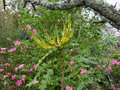 vignette Mahonia lomariifolia bien accompagn au 13 11 15
