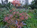 vignette Rhododendron Delicatissimum au 29 11 15