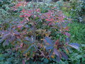 vignette Rhododendron Delicatissimum au 23 11 15