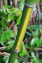 vignette Phyllostachys bambusoides 'Castillonis Inversa'