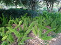 vignette Asparagus densiflorus