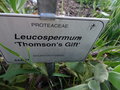 vignette Leucospermum 'Thomson's Gift'
