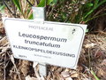 vignette Leucospermum truncatulum