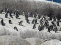 vignette Boulders Beach - Plage des manchots du Cap