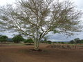 vignette Acacia xanthophloea = Vachellia xanthophloea