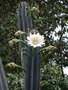 vignette Cereus jamacaru