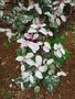 vignette Phyllanthus nivosus = Breynia disticha