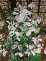 vignette Phyllanthus nivosus = Breynia disticha