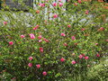 vignette Hibiscus rosa - sinensis 'Flore Pleno'