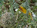 vignette Ploceus capensis - Tisserin du Cap