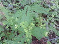 vignette Phyllanthus tenellus