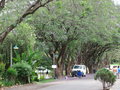 vignette Pilgrim's Rest - Mpumalanga - Jacaranda mimosifolia - Flamboyant bleu