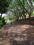 vignette Pilgrim's Rest - Mpumalanga - Jacaranda mimosifolia - Flamboyant bleu