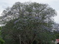 vignette Pilgrim's Rest - Mpumalanga - Jacaranda mimosifolia - Flamboyant bleu