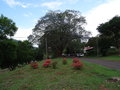 vignette Pilgrim's Rest - Mpumalanga - Jacaranda mimosifolia - Flamboyant bleu