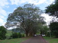 vignette Pilgrim's Rest - Mpumalanga - Jacaranda mimosifolia - Flamboyant bleu