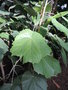 vignette Pterospermum acerifolium