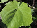 vignette Pterospermum acerifolium (feuille)