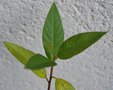 vignette Leitneria floridana / Leitnériacées / sud-est USA