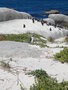vignette Boulders Beach - Plage des manchots du Cap