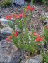 vignette Erica abietina subsp. abietina