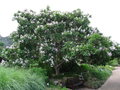 vignette Jardin botanique de Kirstenbosch  - Calodendrum capense