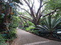 vignette Jardin botanique de Kirstenbosch - alle des camphriers