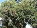 vignette Corymbia ficifolia - Eucalyptus ficifolia