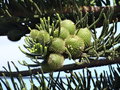 vignette Araucaria heterophylla = Araucaria excelsa - Pin de Norfolk