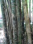 vignette Bambous avec inscriptions