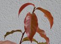 vignette Huodendron biaristatum /Styracacées / Chine